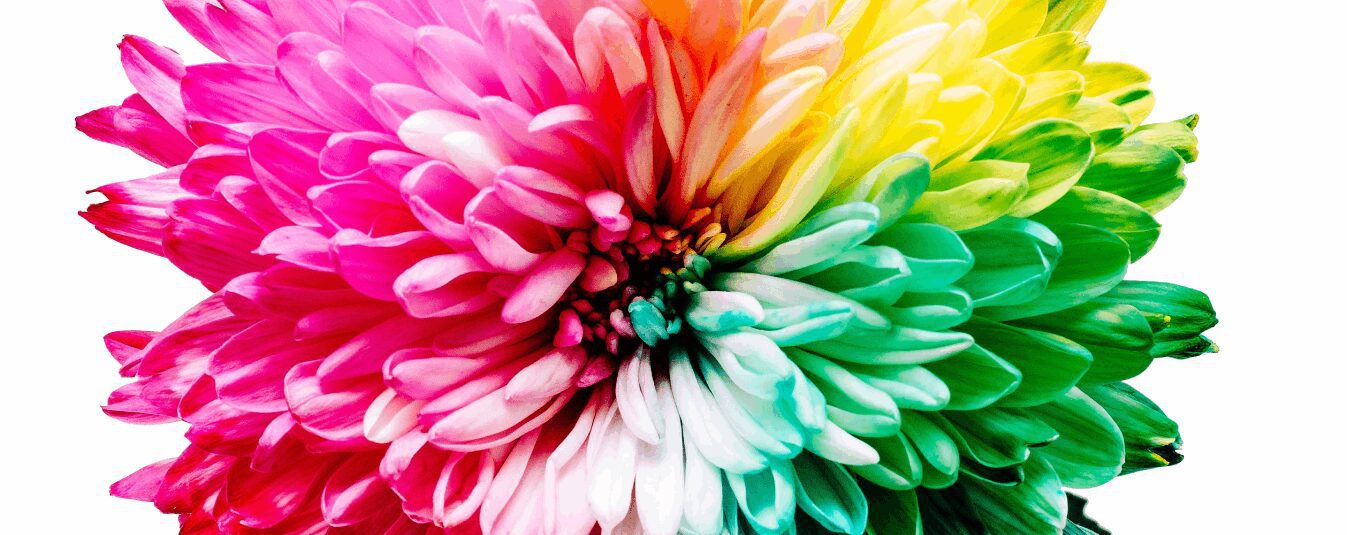 Web Design Strategies and Imagery